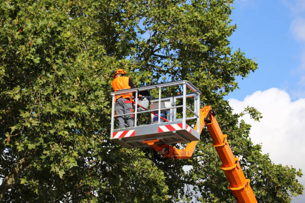 Professional  Tree Services in Hoisington, KS