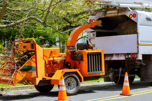 Best Tree and Shrub Care  in Hoisington, KS