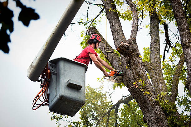 How Our Tree Care Process Works  in  Hoisington, KS