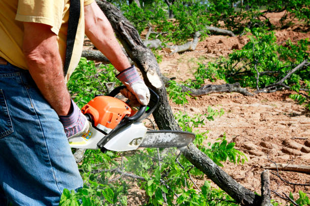 Best Tree Disease Treatment  in Hoisington, KS